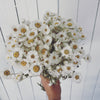 Dainty Daisies Collection