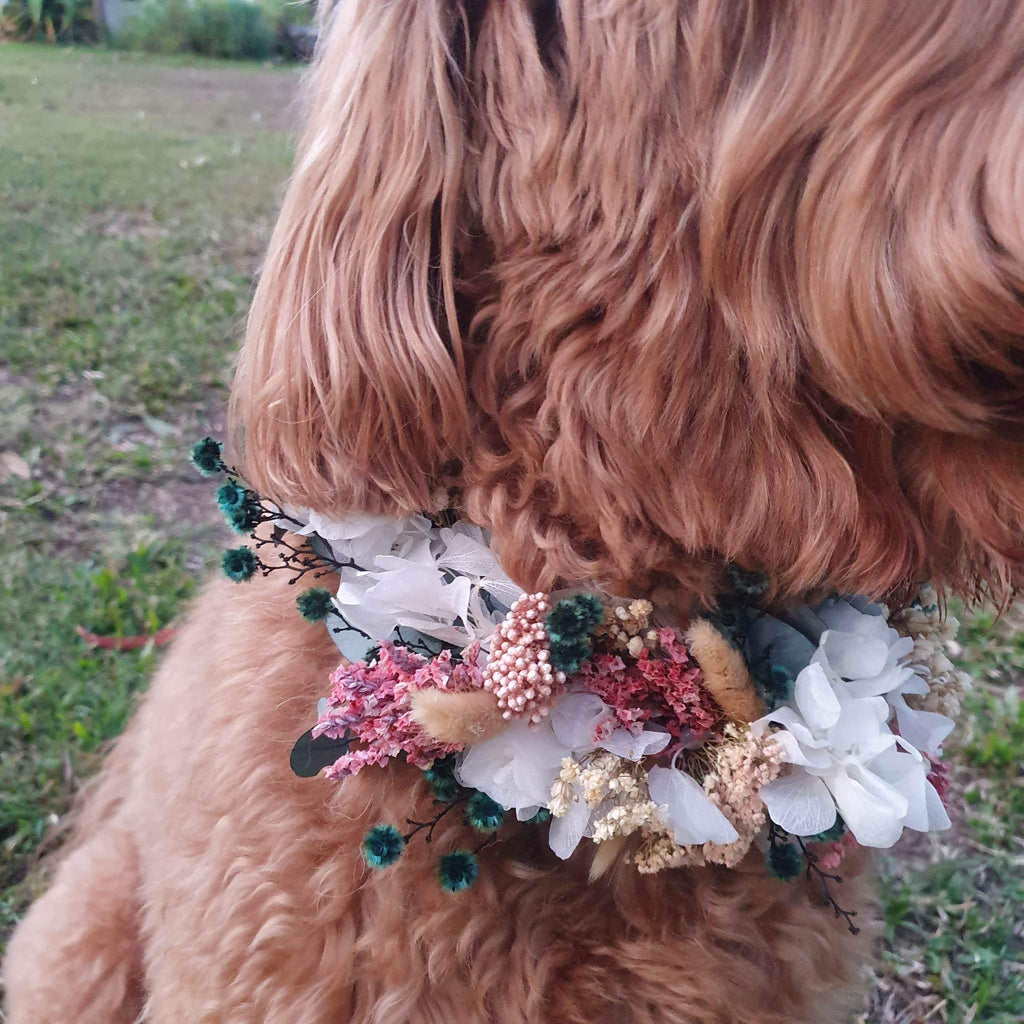Pet Floral Collar | Click to choose collection