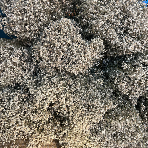 Dried Gypsophila - Baby’s Breath | White