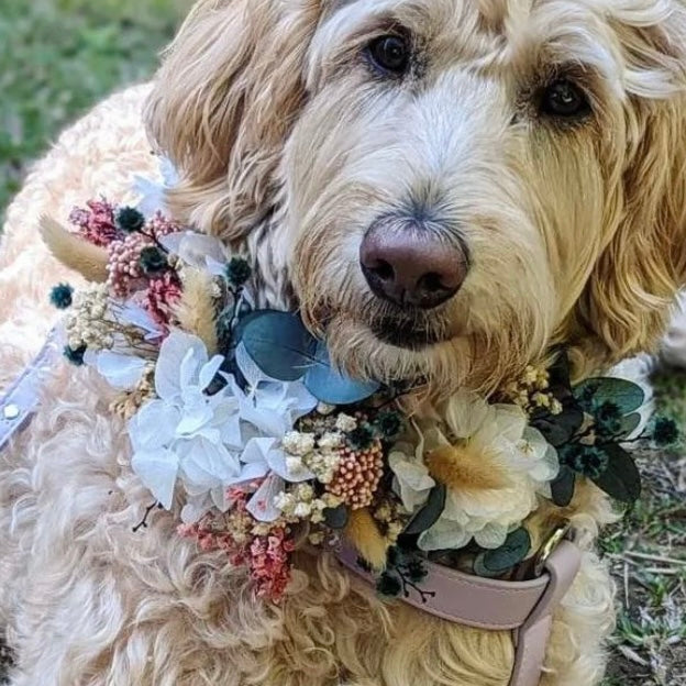 Pet Floral Collar | Click to choose collection